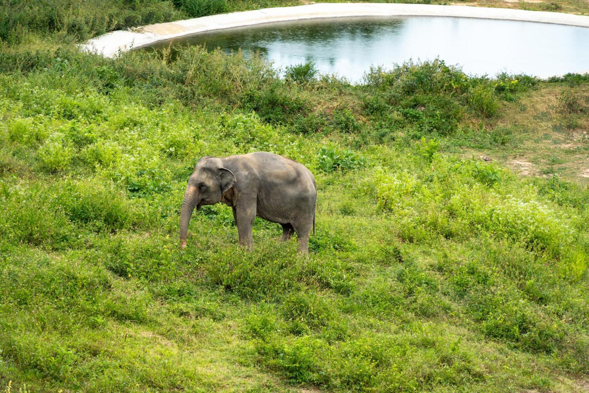 Wild Cottages Elephant Sanctuary Resort Amphoe Koksamui Exterior photo