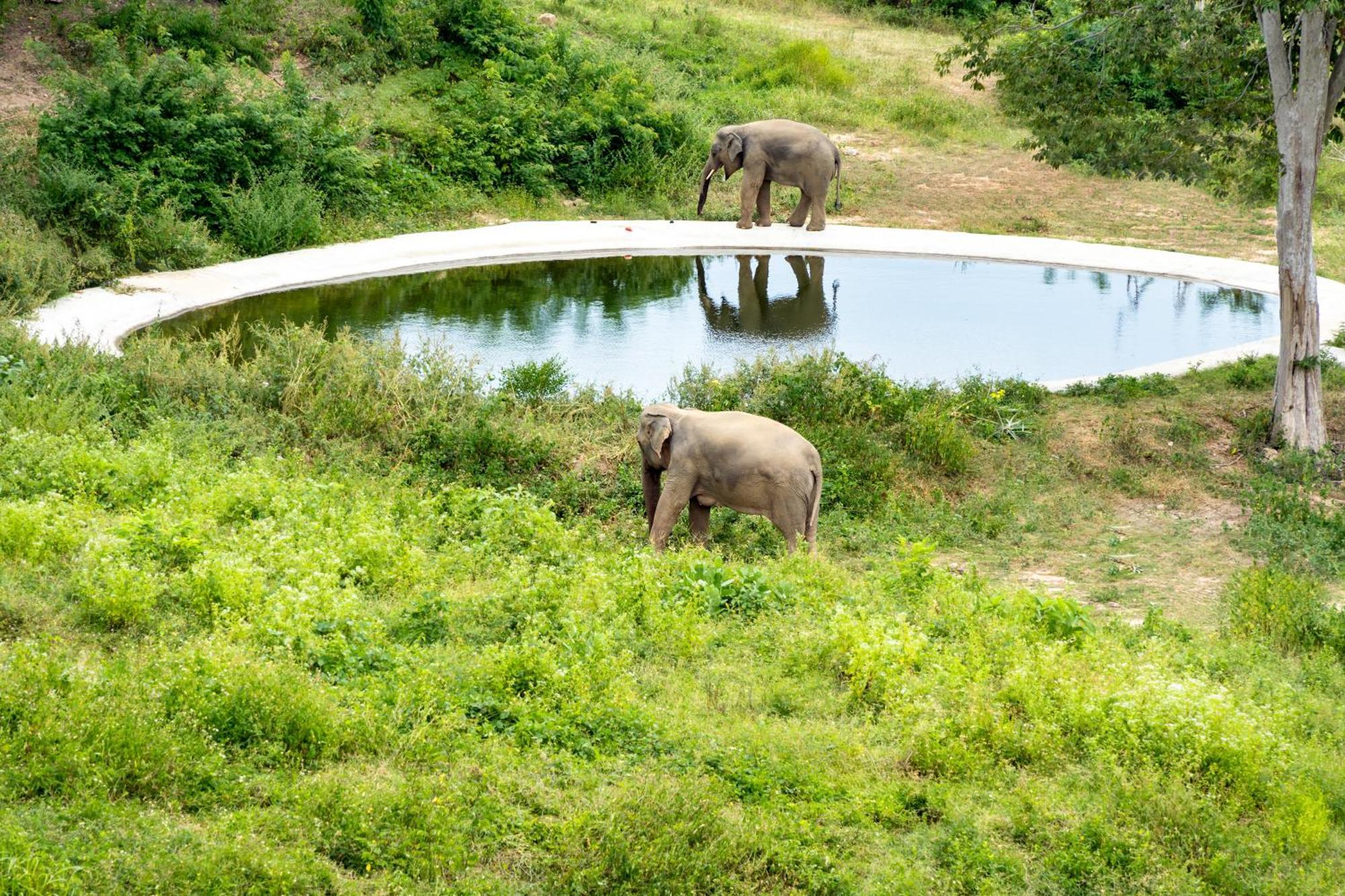 Wild Cottages Elephant Sanctuary Resort Amphoe Koksamui Exterior photo