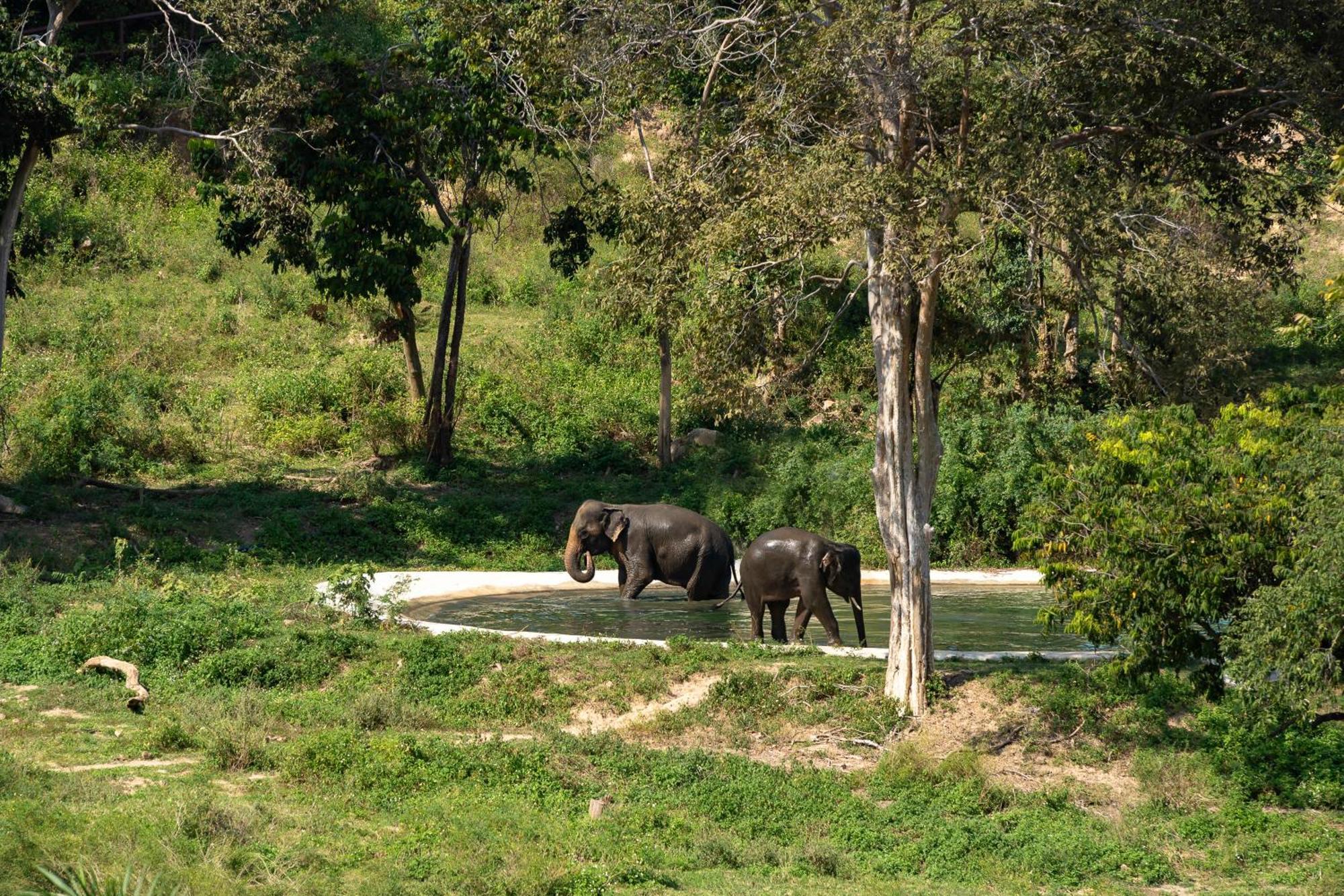 Wild Cottages Elephant Sanctuary Resort Amphoe Koksamui Exterior photo