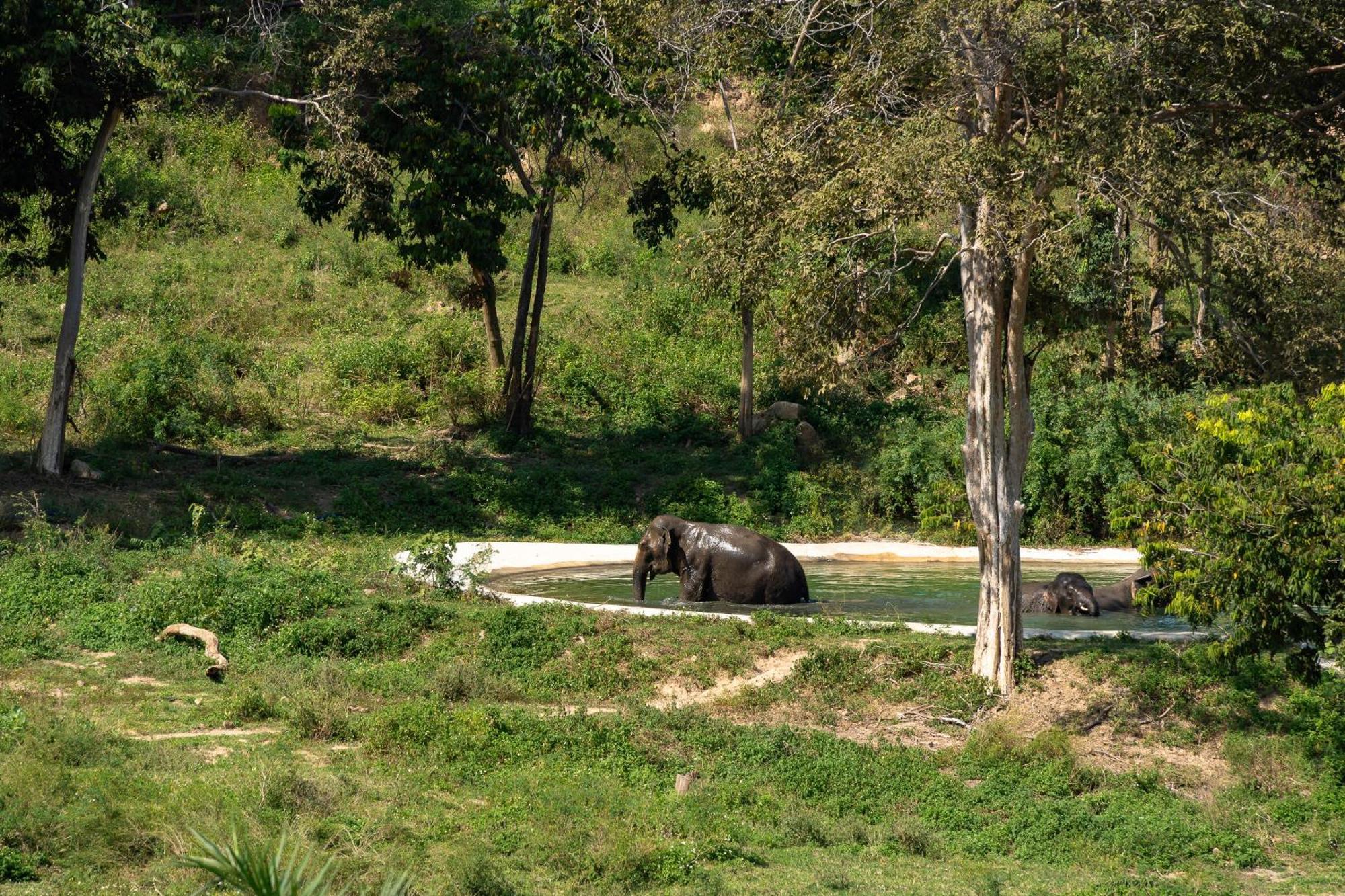 Wild Cottages Elephant Sanctuary Resort Amphoe Koksamui Exterior photo