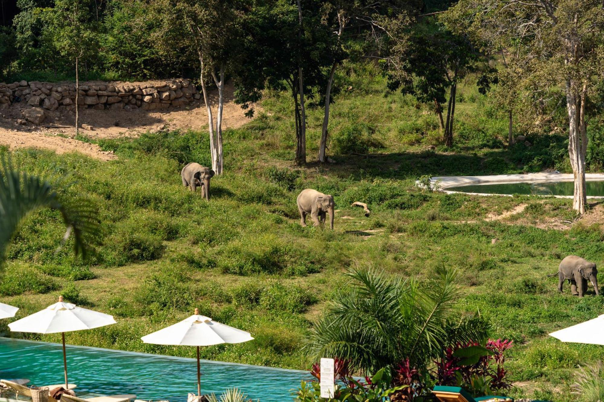 Wild Cottages Elephant Sanctuary Resort Amphoe Koksamui Exterior photo