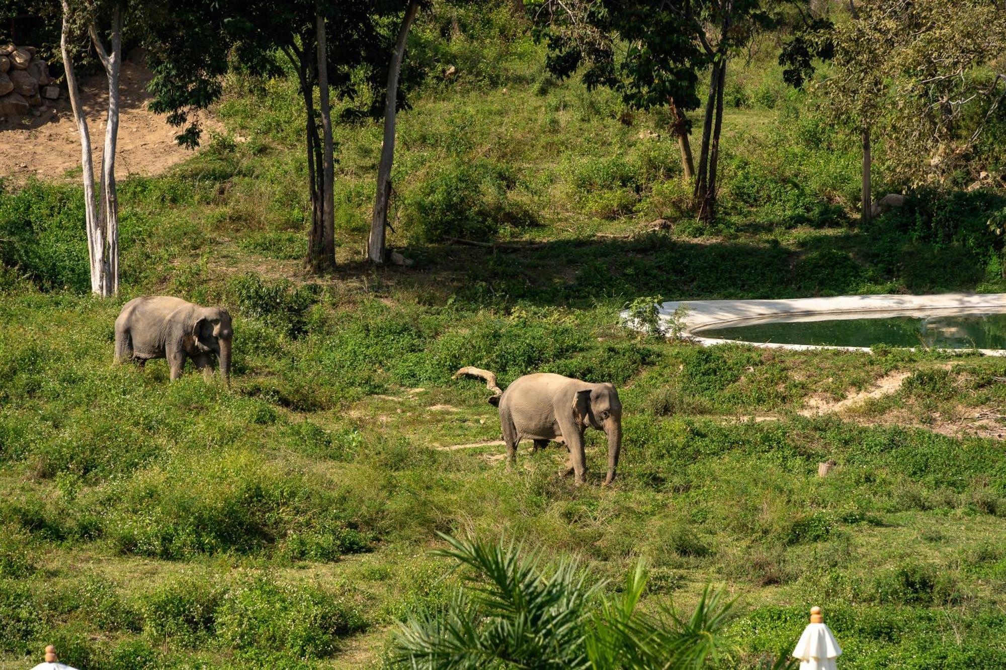 Wild Cottages Elephant Sanctuary Resort Amphoe Koksamui Exterior photo